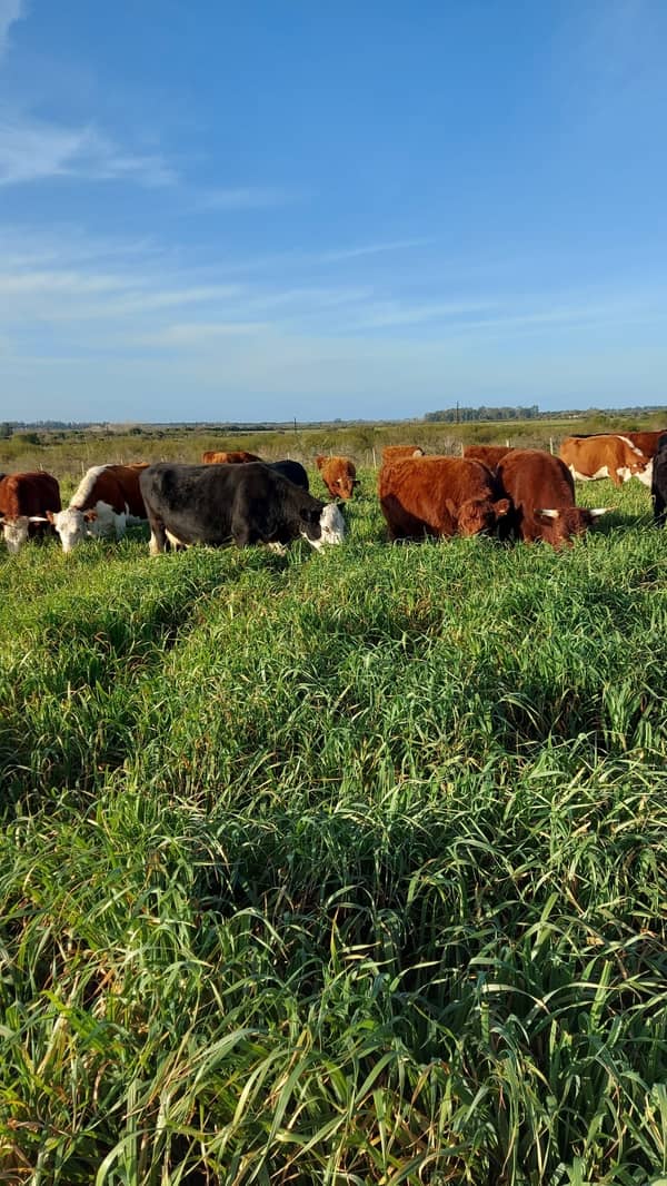 143 hectáreas. Agrícola Ganadero en Canelones Uruguay